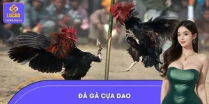 Đá Gà Cựa Dao – Cuộc So Tài Siêu Tốc, Căng Đến Nghẹt Thở