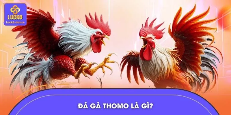 Xem đá gà trực tiếp Thomo – Trải nghiệm online tiện lợi