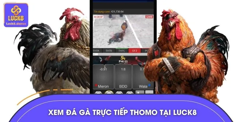 Chuyên mục xem đá gà trực tiếp Thomo cực hấp dẫn